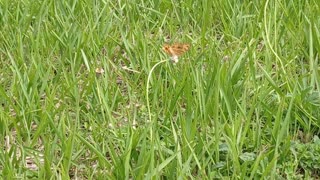 Butterfly In The Garden