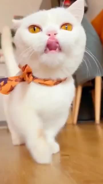 Cute cat. Very funny Cat video