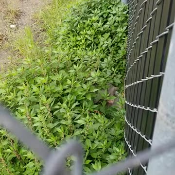 20240327 152719 Birthday Eating Sheltered