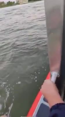 Eres la mejor "persona" que he rescatado–Guardacostas salvan una perrita que agonizaba en el mar