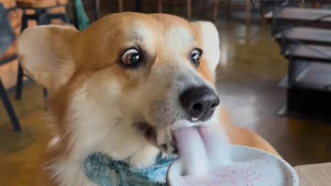 Corgi enjoying a nice beverage 🙂