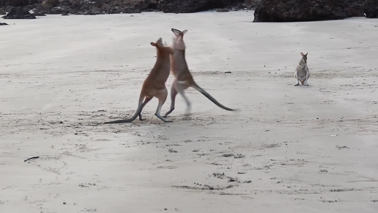 Wallaby Fight on the beach of Cape Hillsborough