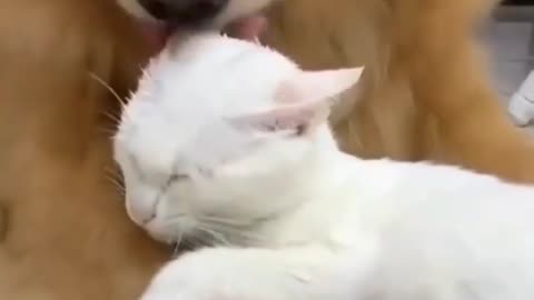 Dog and cat like Tom and Jerry 🤣😂