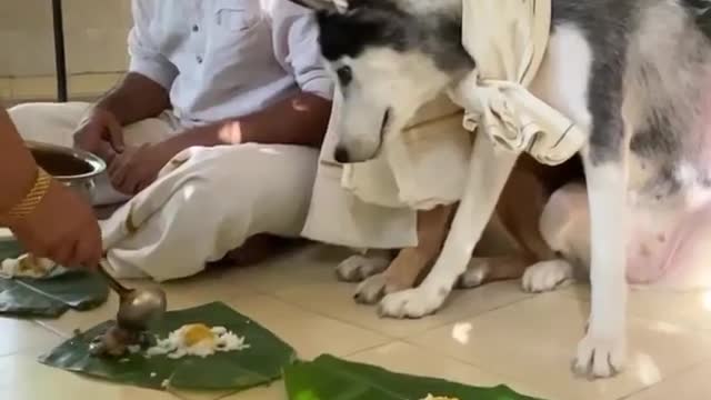 Celebrating Onam with Dog 🐕
