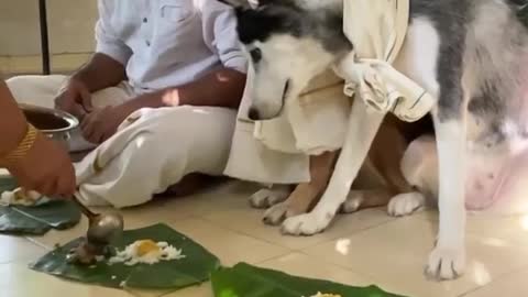 Celebrating Onam with Dog 🐕