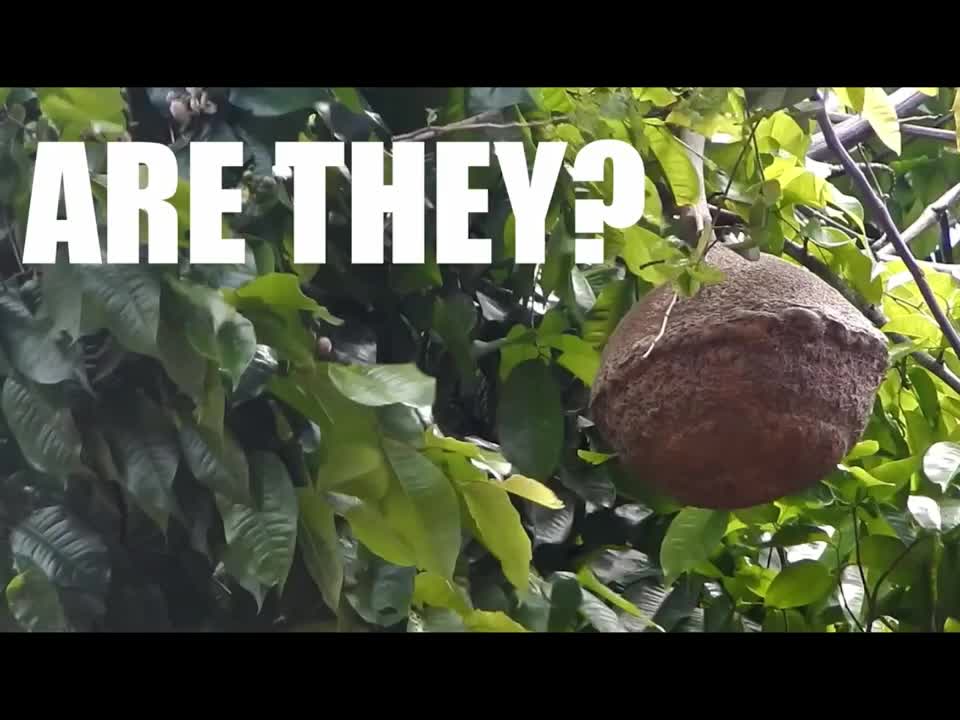 Brazilian nuts In Trinidad