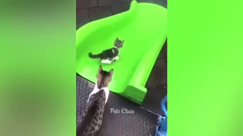Funniest Animal 2023😂Funny Dogs and Cats videos