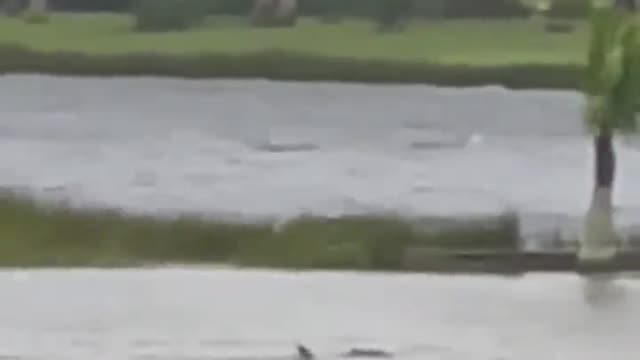 shark In city