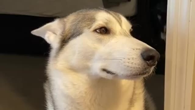 Guilty Husky Tries To Blame Other Dog