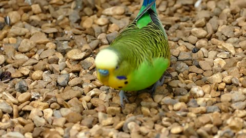 Close - up view of a beautiful Parakeet