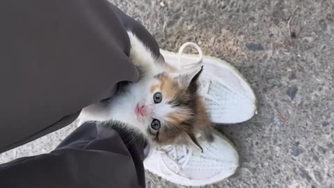 Kitty