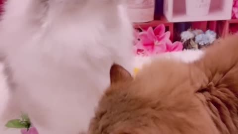 Cute cat love