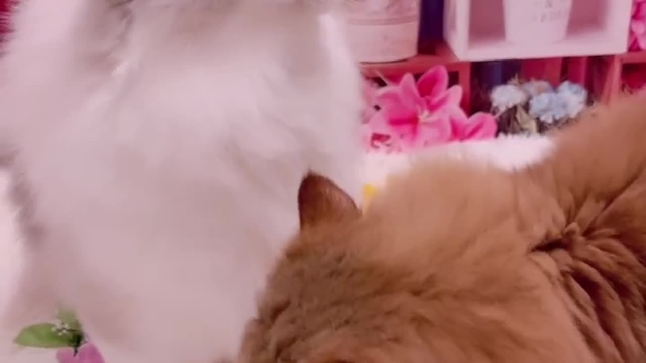 Cute cat love