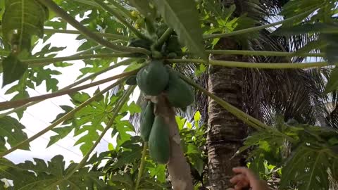 Parrot Free Flight - Sticky Attached Sunconure