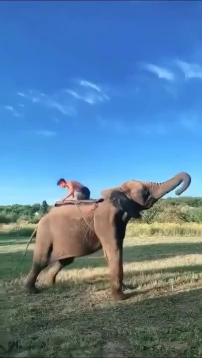 Natural video status Elephant status Beautiful #shorts