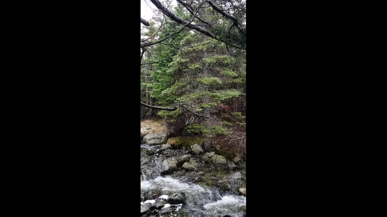 Forest Stream and Rain White Noise