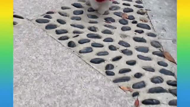 -cute and funny videos compliation #short