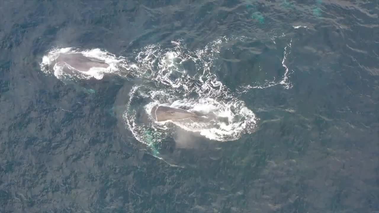 Another Blue and the Humpback highway