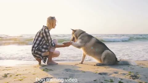 Dog training videos dog