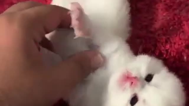 This kitten has fun with his master