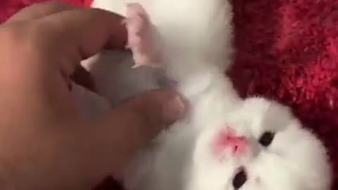 This kitten has fun with his master