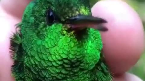 The hummingbird is a beautiful little bird
