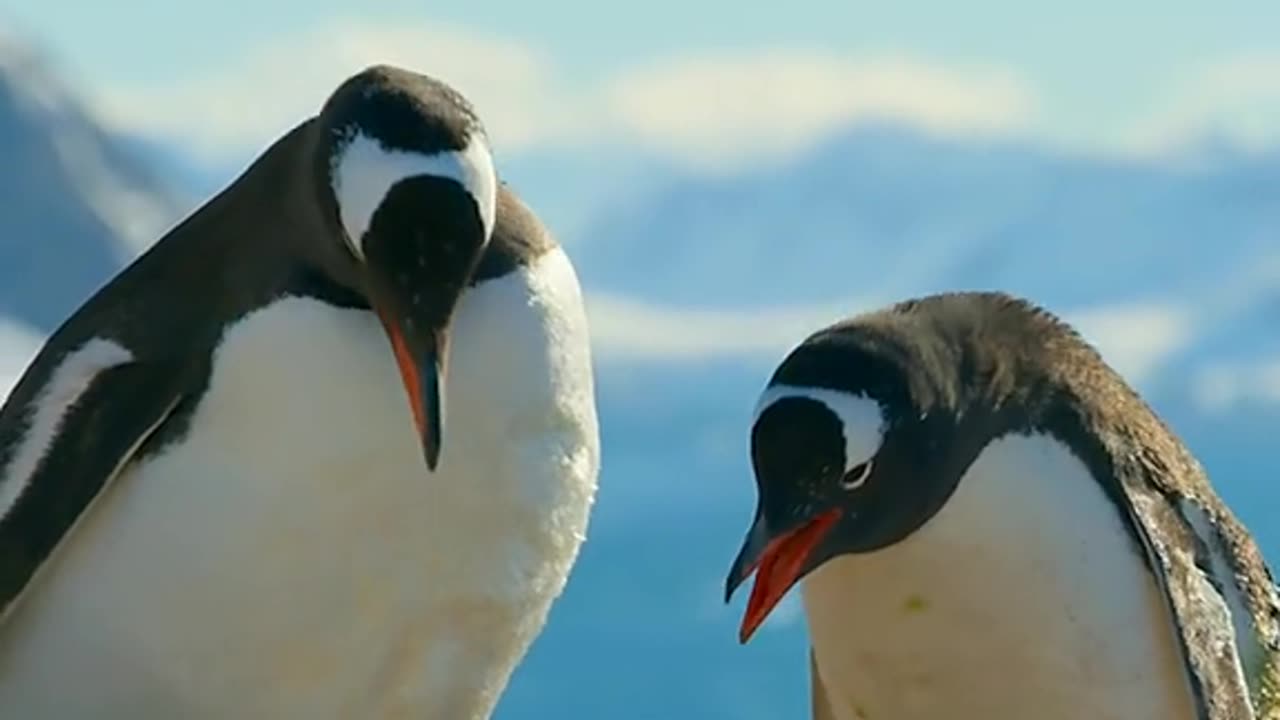 Amazing animal world 29