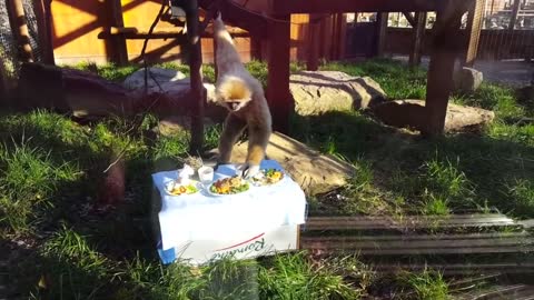 Sweet gibbons climbing and playing