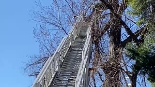 Firefighter Rescues Kitten Stuck in Tree