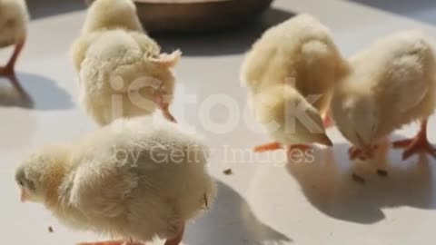 Baby chiken