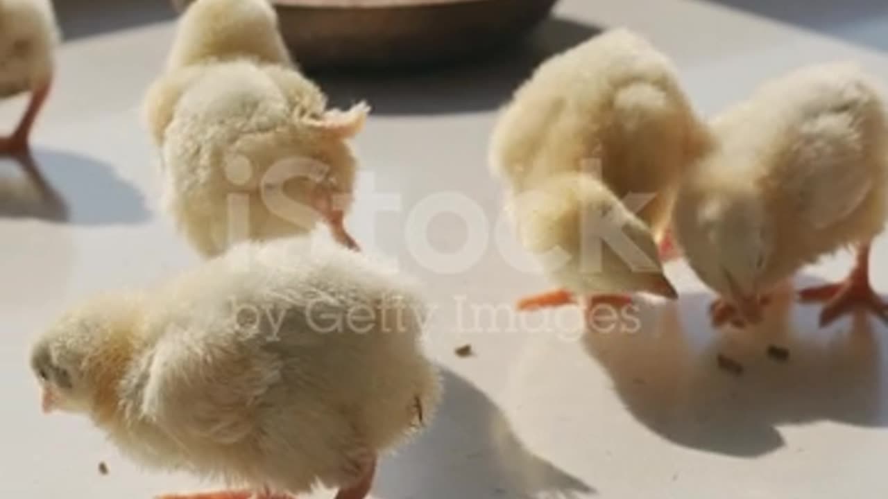 Baby chiken