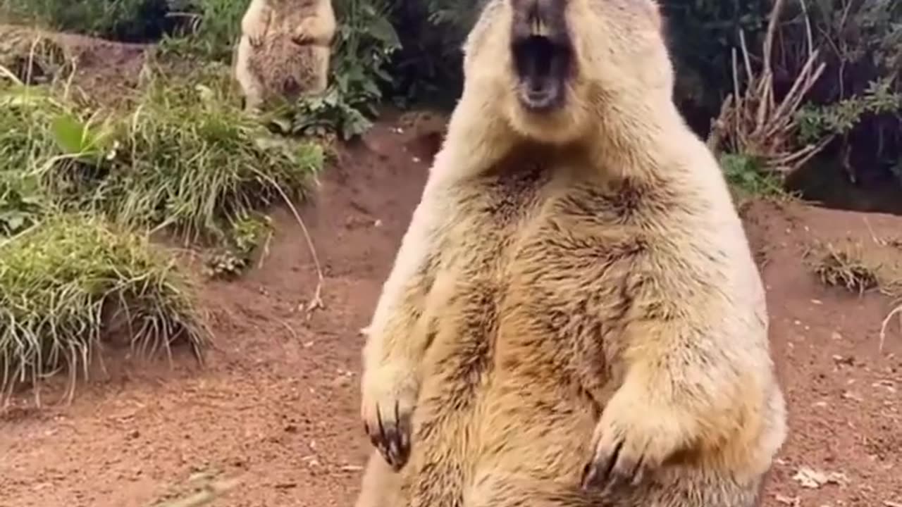 Like a bird singing #marmot #funny #funnyvideo #shorts