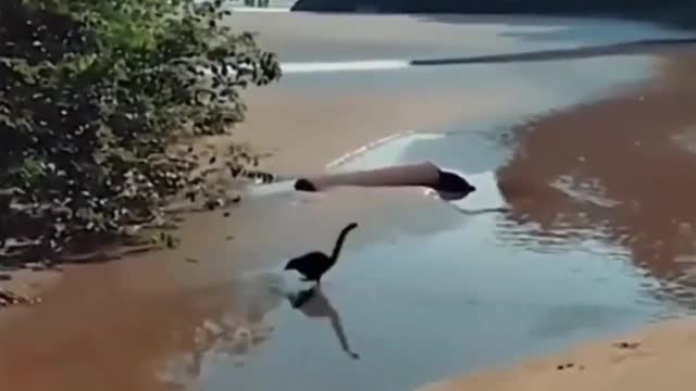 Os Dinossauros estão voltando