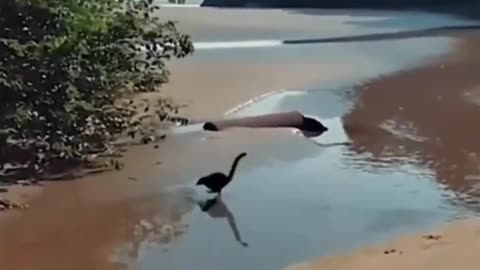 Os Dinossauros estão voltando