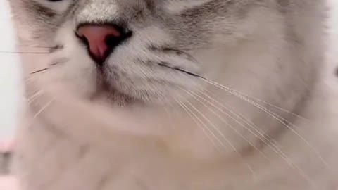 Cute little pet cat, you will like it