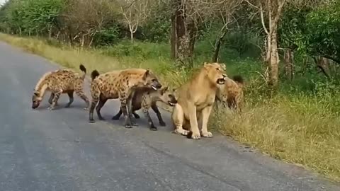 Wild Animal fight