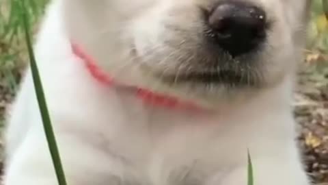 cute puppy