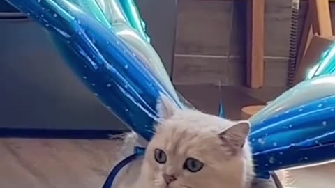 Watch This Cat Believe It Can Fly.