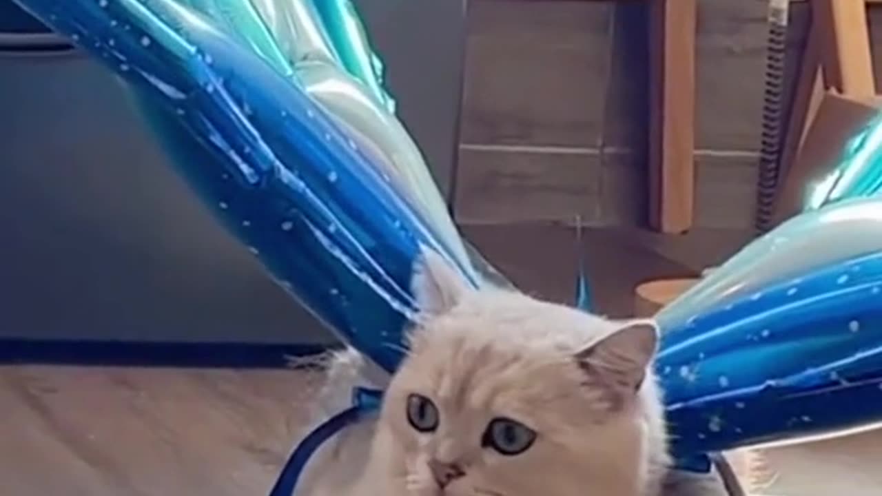 Watch This Cat Believe It Can Fly.