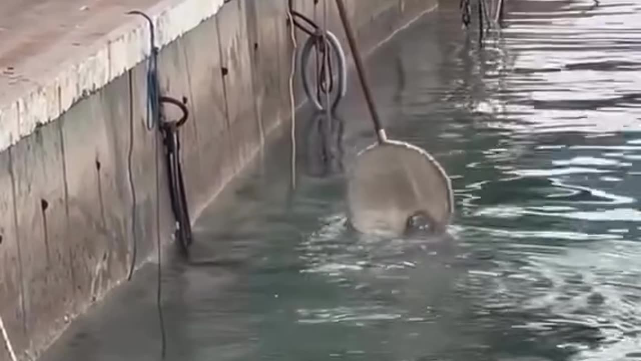 A man helps a cat from drowning 🌊🥺