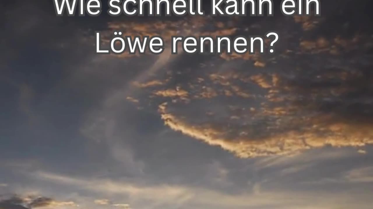 Löwen-Fakt 8 - Wie schnell kann ein Löwe rennen?