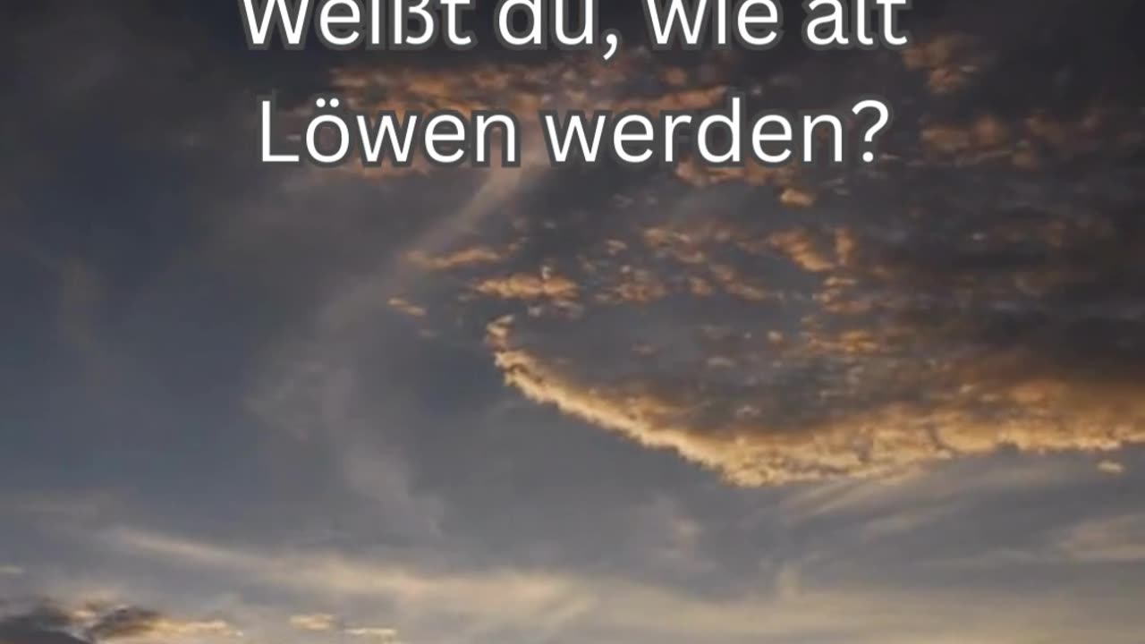 Löwen-Fakt 1 - Weißt du, wie alt Löwen werden?