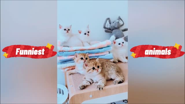 Funny Animals Video 2022 - Eps.11