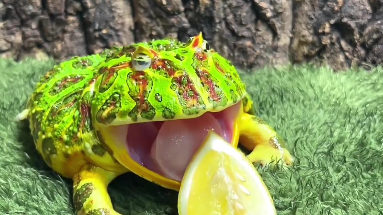 Frog brother eating lemon expression
