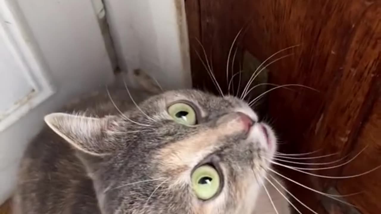 ATTRACTIVE CAT SOUND