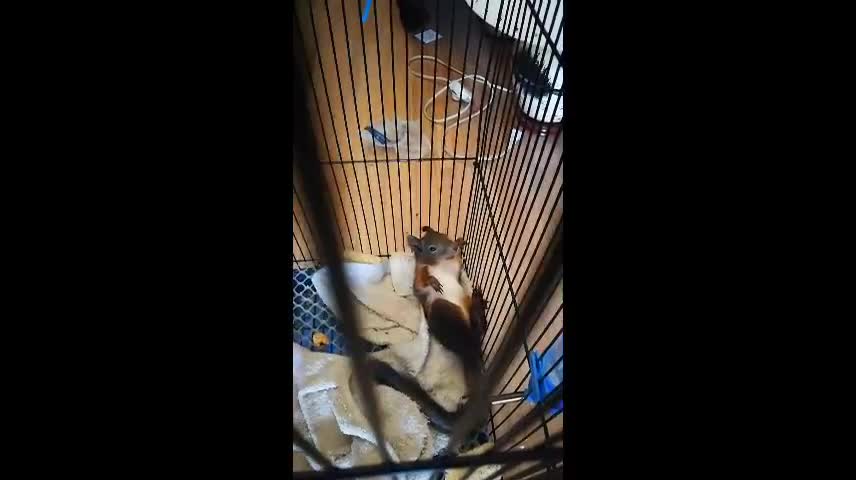 Cute hamster who likes to be lazy in the cage