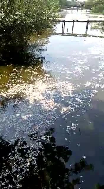 Mortandad de peces en caño El Limón