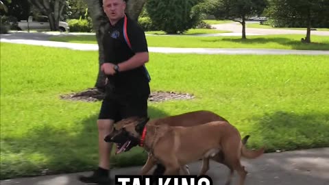 Ready to Own a Belgian Malinois? Not Without Watching This First