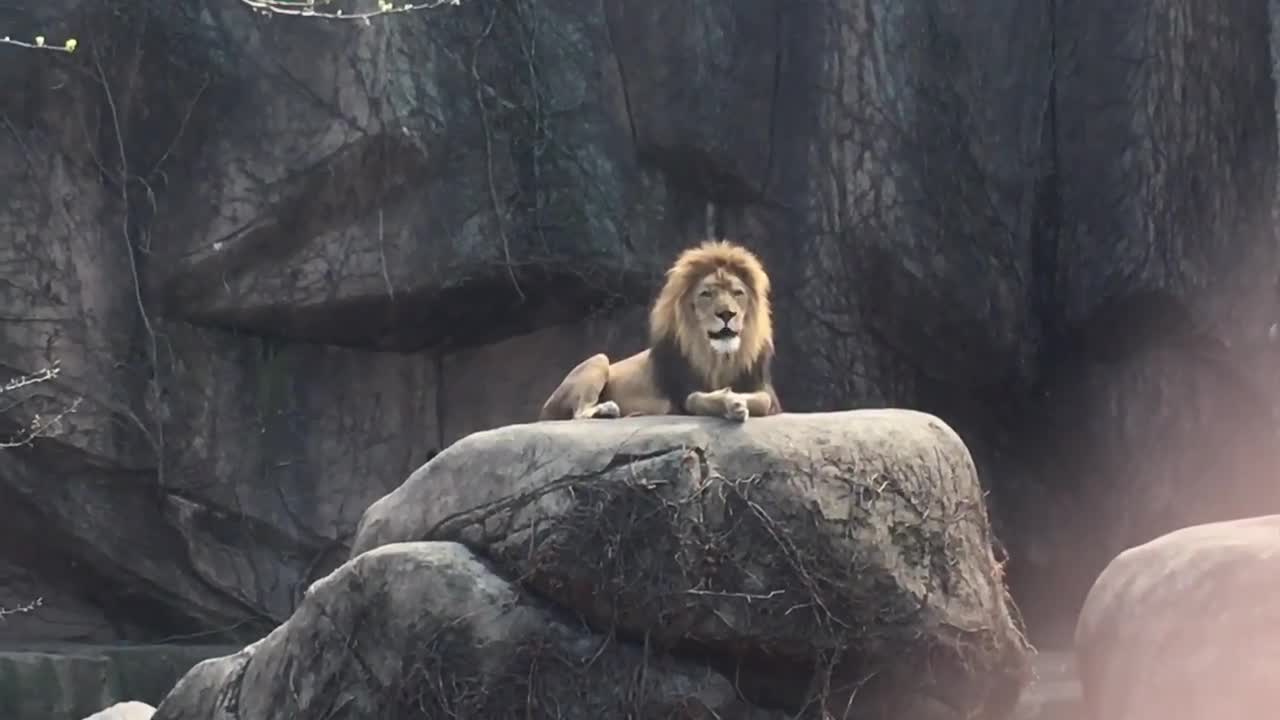 Epic Lion Roar at Lincoln Park Zoo