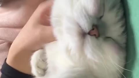 How do you play with small animals?